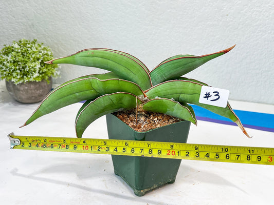 Sansevieria Banana (#3~5) | Bird Nest Plants | Rare Imported Plants