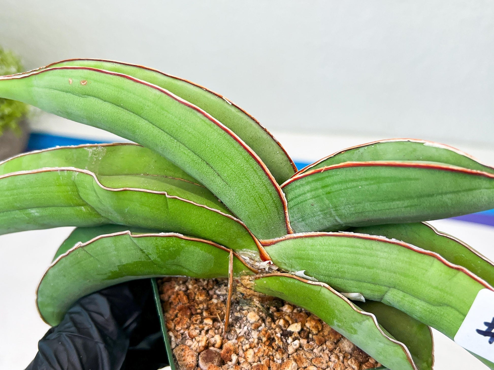 Sansevieria Banana (#3~5) | Bird Nest Plants | Rare Imported Plants