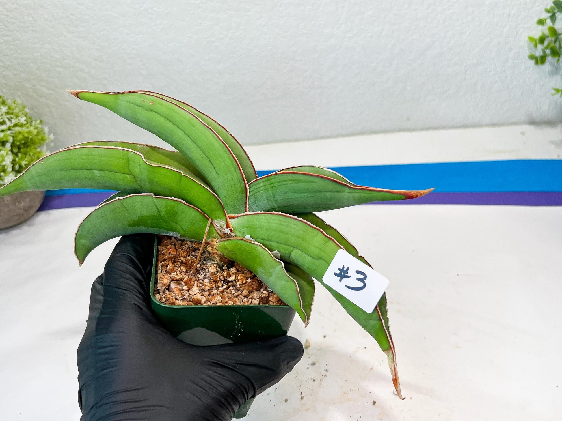 Sansevieria Banana (#3~5) | Bird Nest Plants | Rare Imported Plants