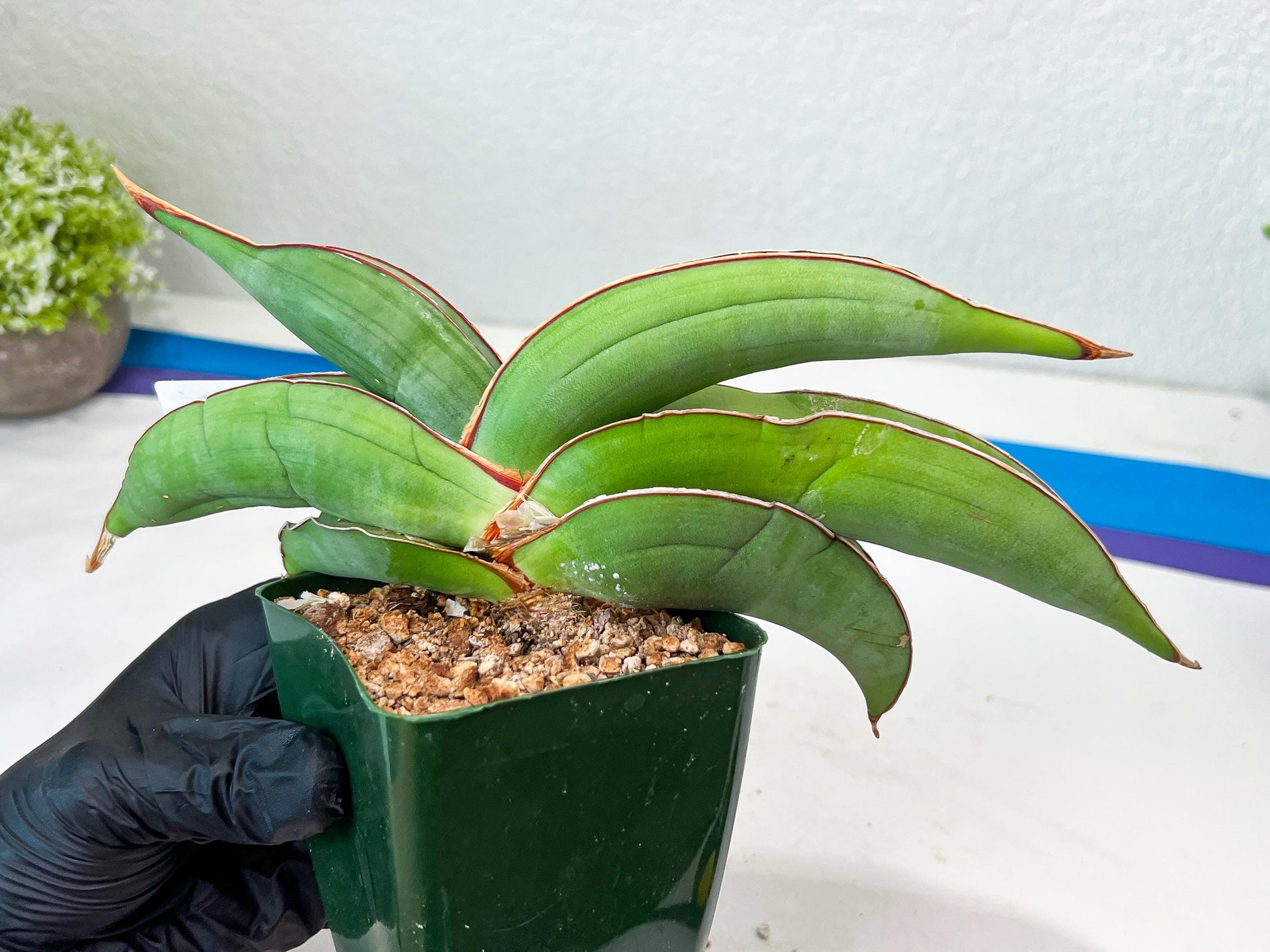 Sansevieria Banana (#3~5) | Bird Nest Plants | Rare Imported Plants
