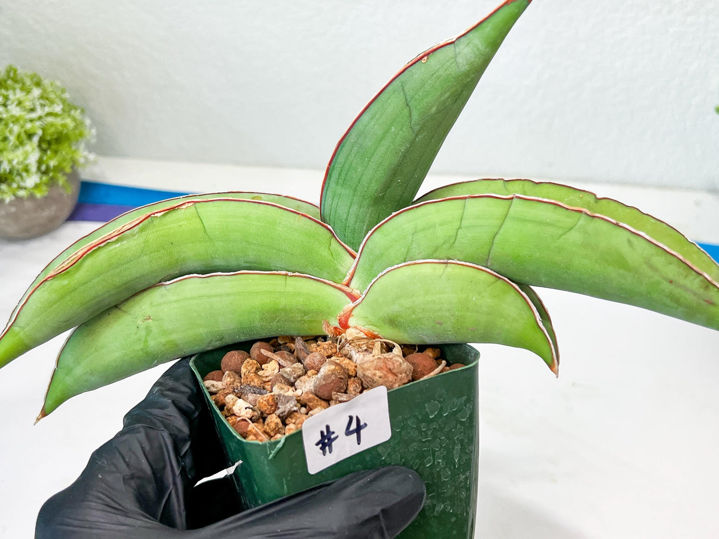 Sansevieria Banana (#4) | Bird Nest Plants | Rare Imported Plants