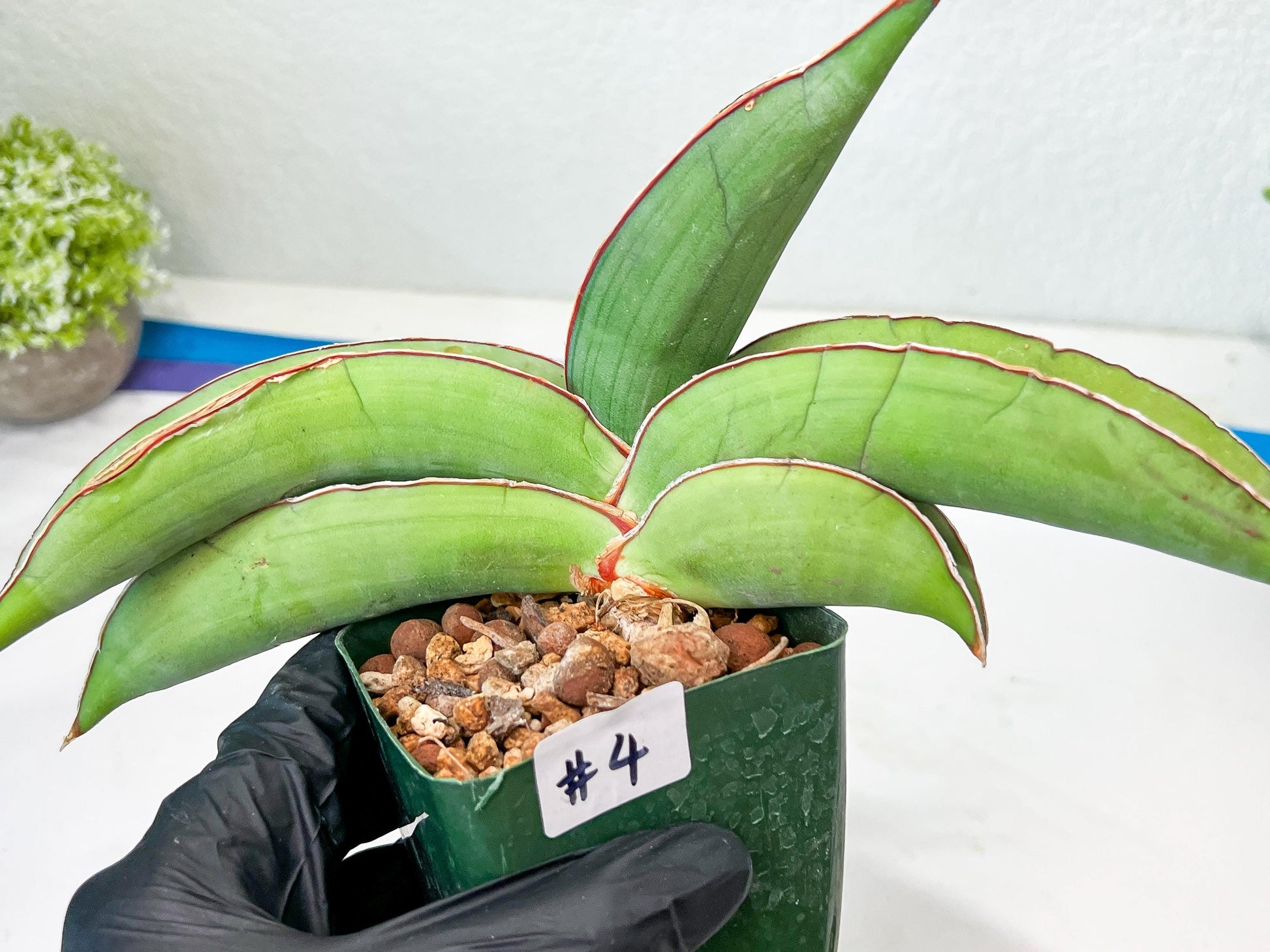 Sansevieria Banana (#4) | Bird Nest Plants | Rare Imported Plants