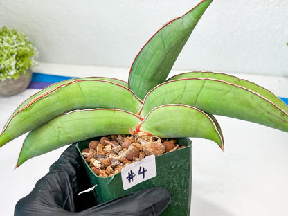 Sansevieria Banana (#4) | Bird Nest Plants | Rare Imported Plants