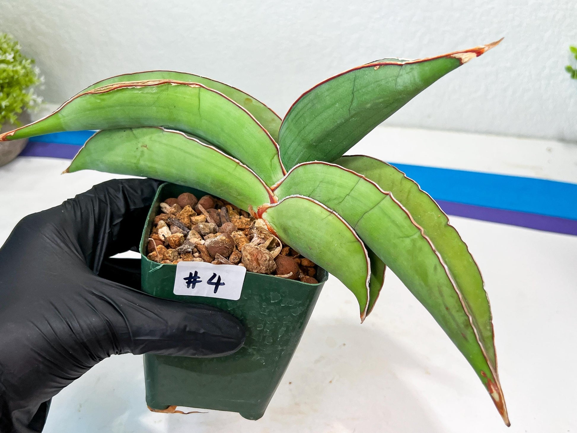 Sansevieria Banana (#4) | Bird Nest Plants | Rare Imported Plants