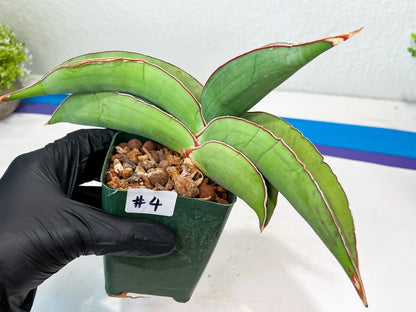 Sansevieria Banana (#4) | Bird Nest Plants | Rare Imported Plants