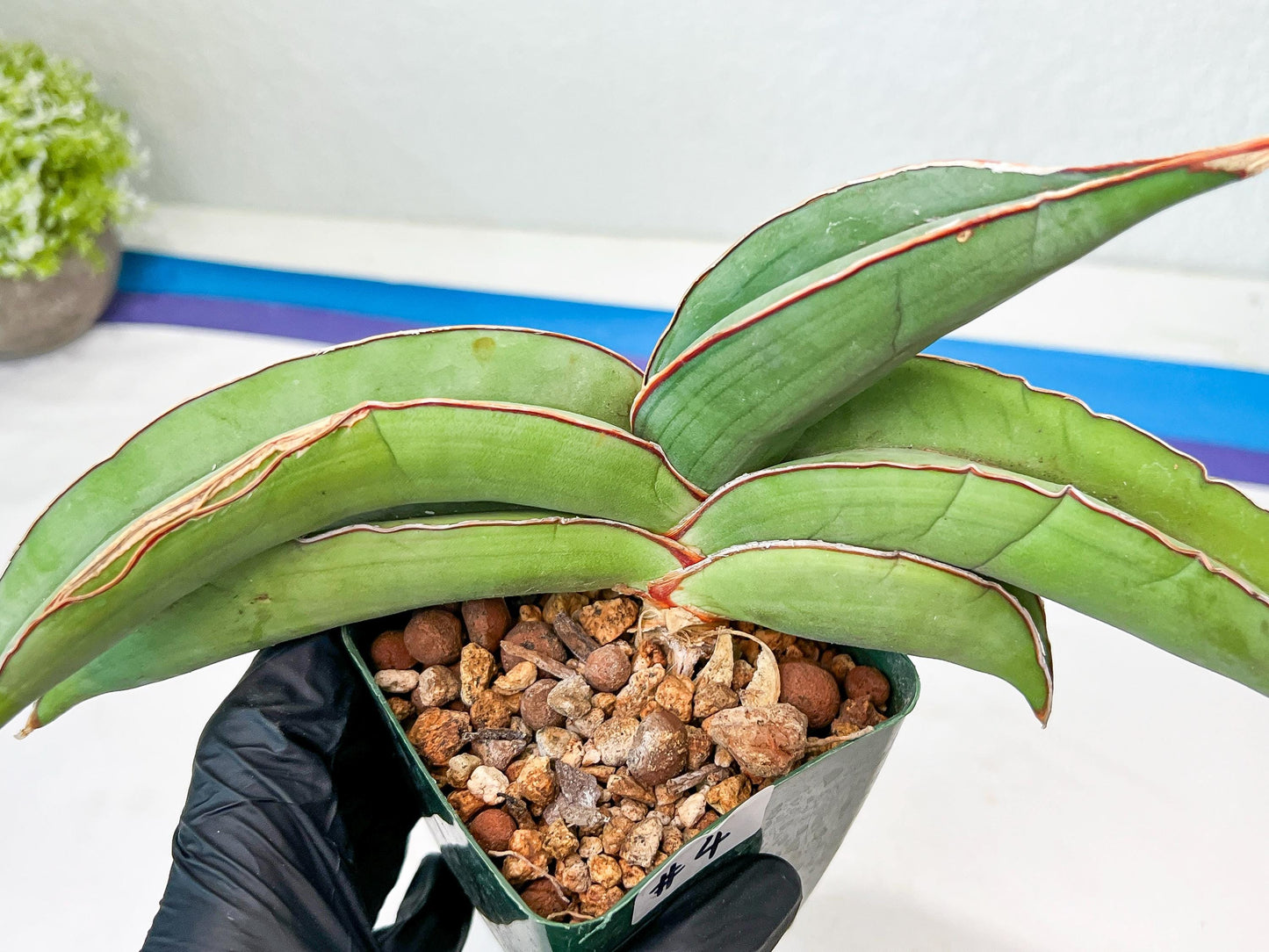 Sansevieria Banana (#4) | Bird Nest Plants | Rare Imported Plants