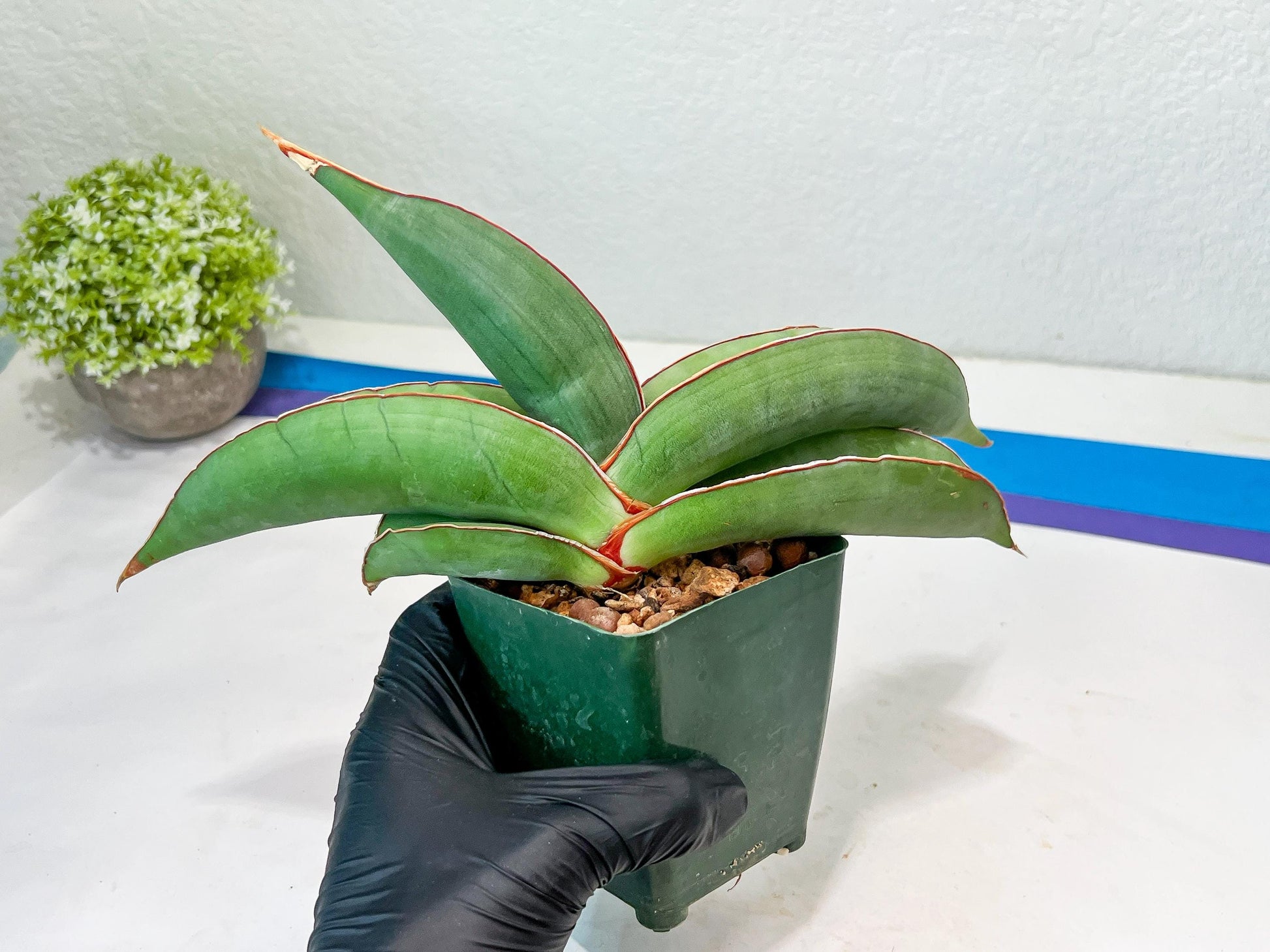 Sansevieria Banana (#4) | Bird Nest Plants | Rare Imported Plants