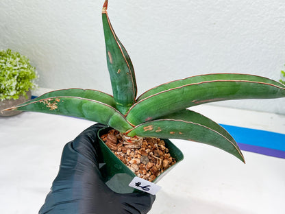 Sansevieria Banana (#6) | Minor Scar From Shipping