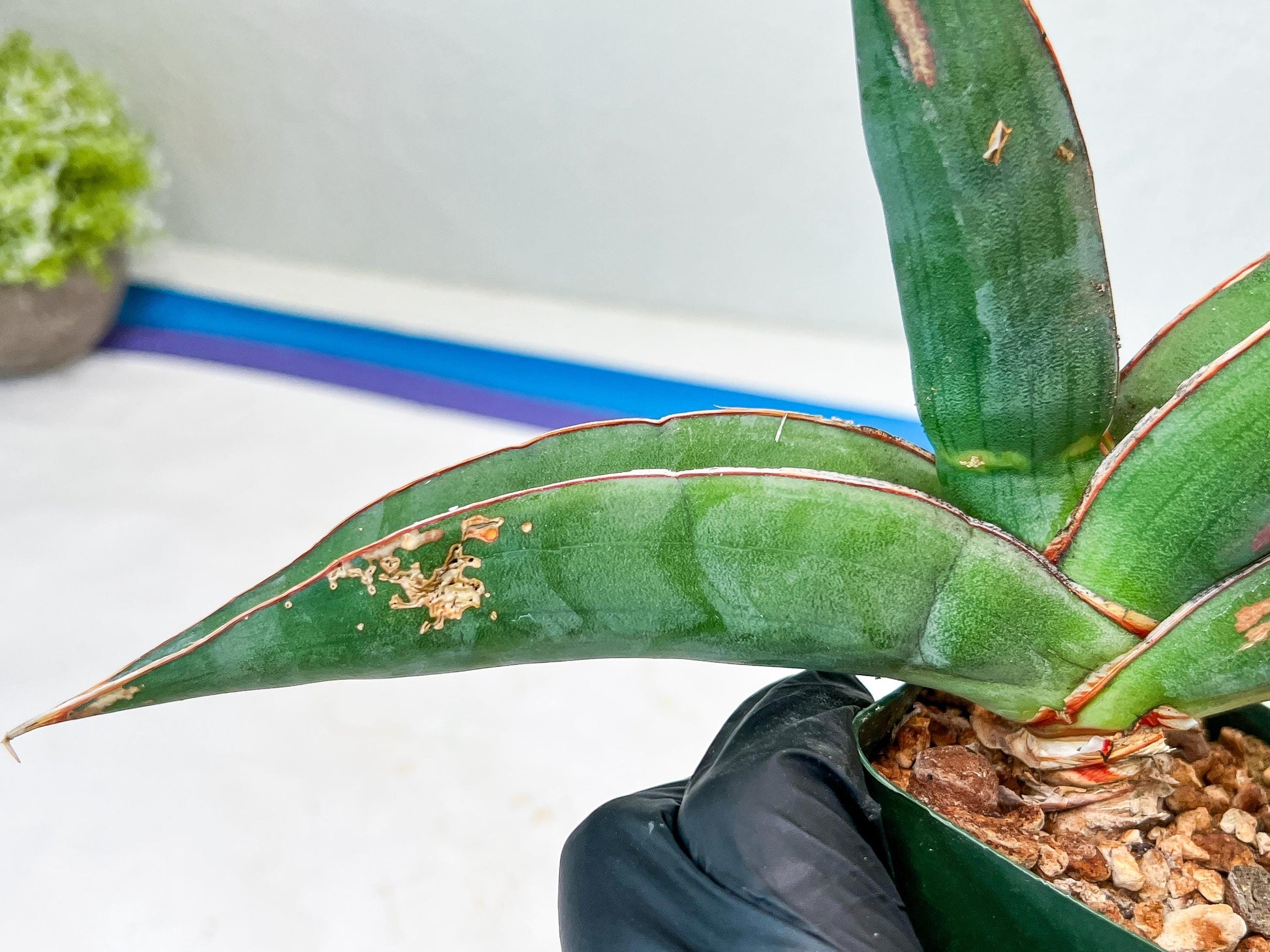 Sansevieria Banana (#6) | Minor Scar From Shipping