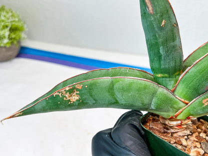 Sansevieria Banana (#6) | Minor Scar From Shipping