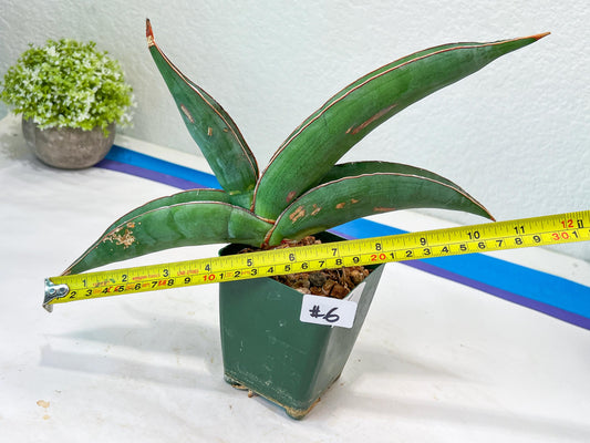 Sansevieria Banana (#6) | Minor Scar From Shipping