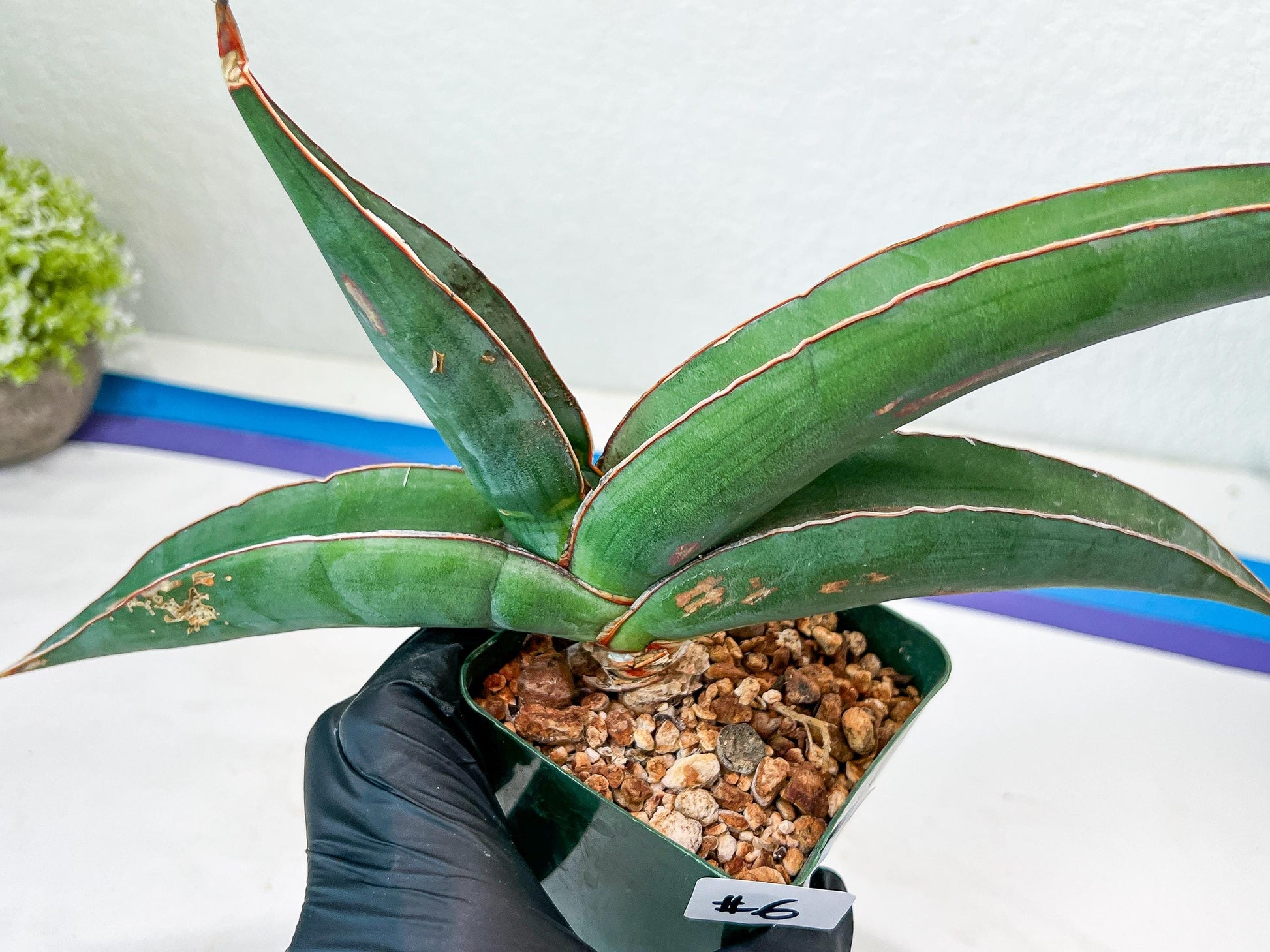 Sansevieria Banana (#6) | Minor Scar From Shipping