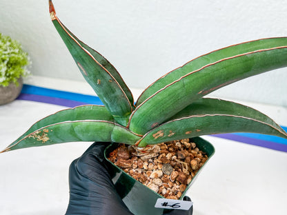 Sansevieria Banana (#6) | Minor Scar From Shipping