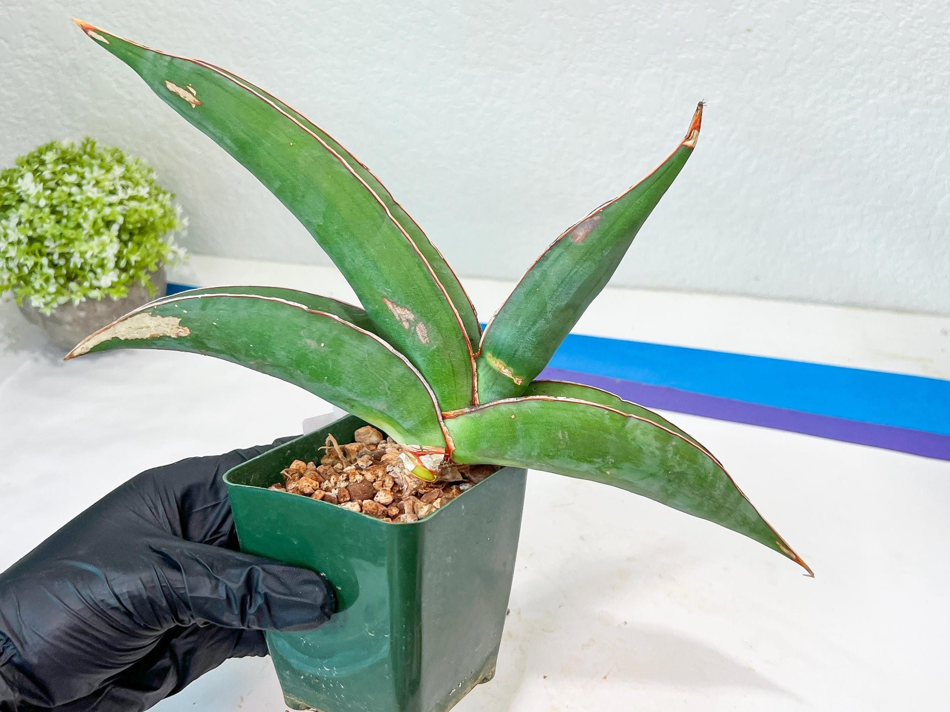 Sansevieria Banana (#6) | Minor Scar From Shipping