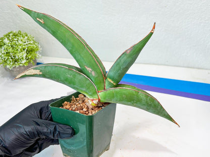 Sansevieria Banana (#6) | Minor Scar From Shipping
