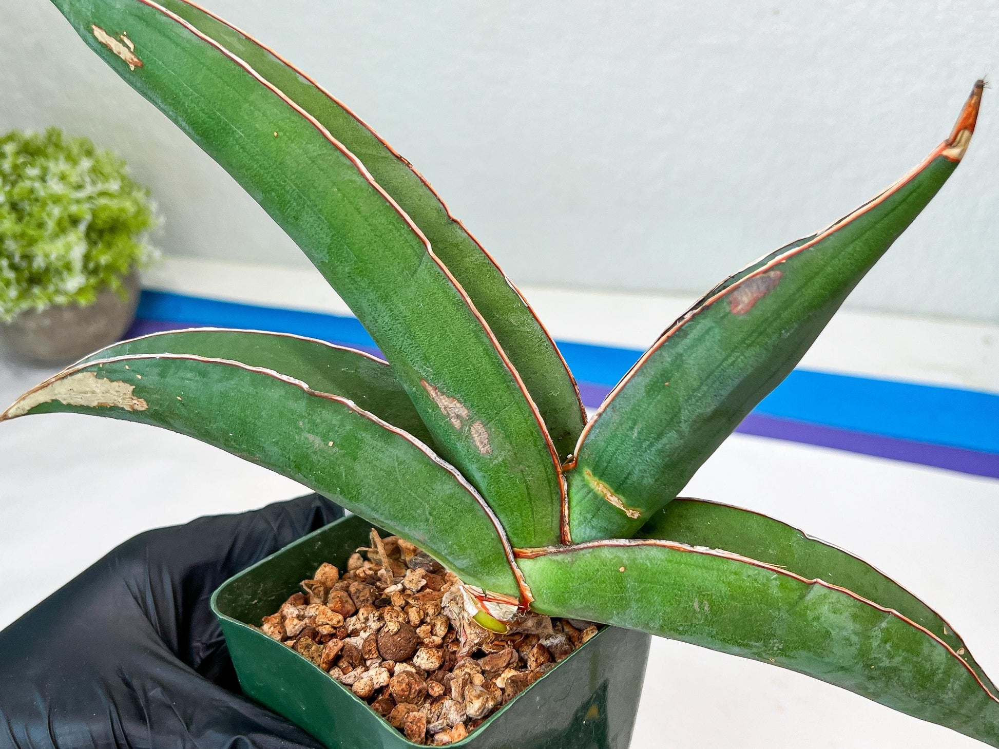 Sansevieria Banana (#6) | Minor Scar From Shipping