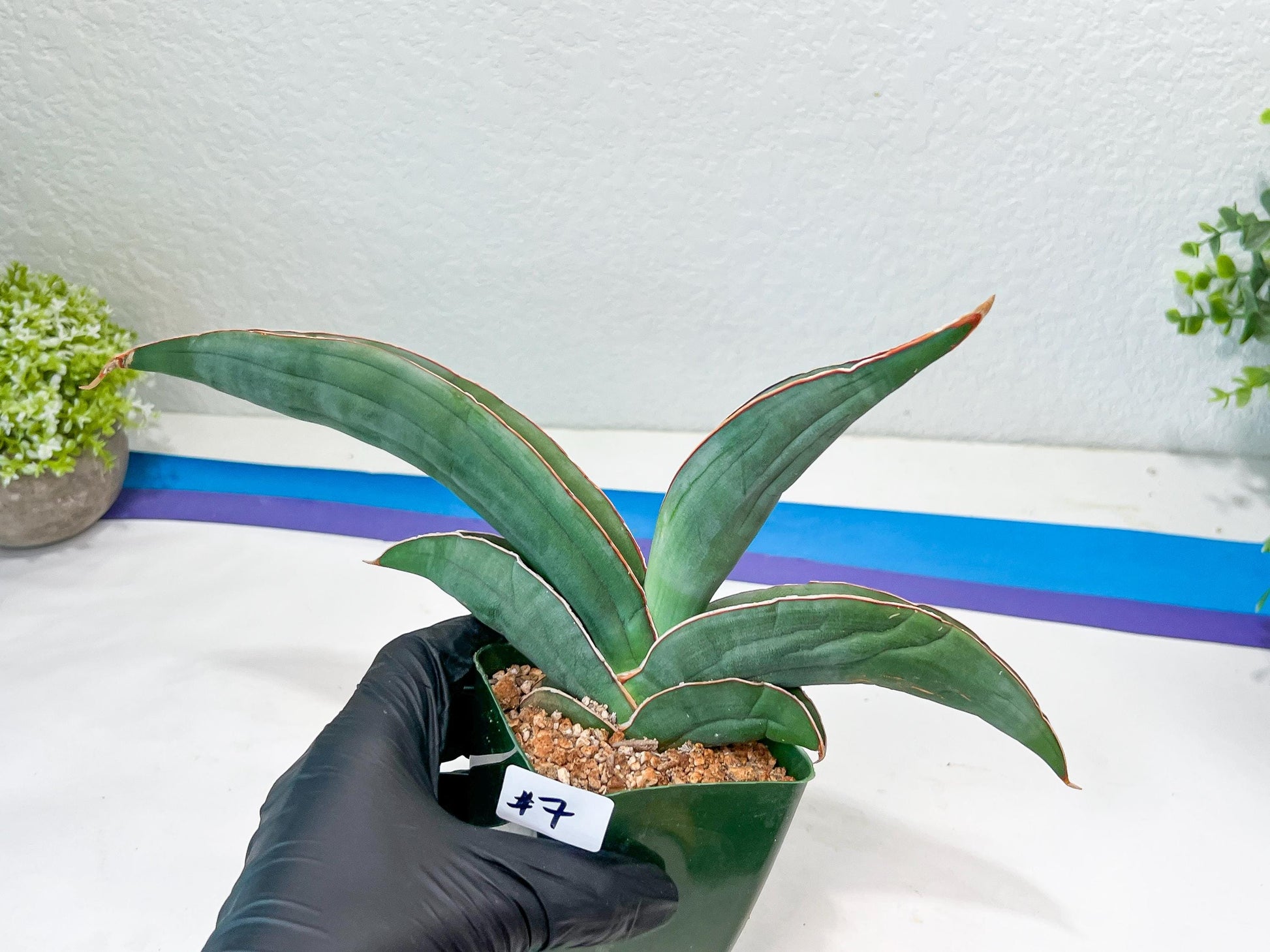 Sansevieria Banana (#7) | Little Scar From Shipping