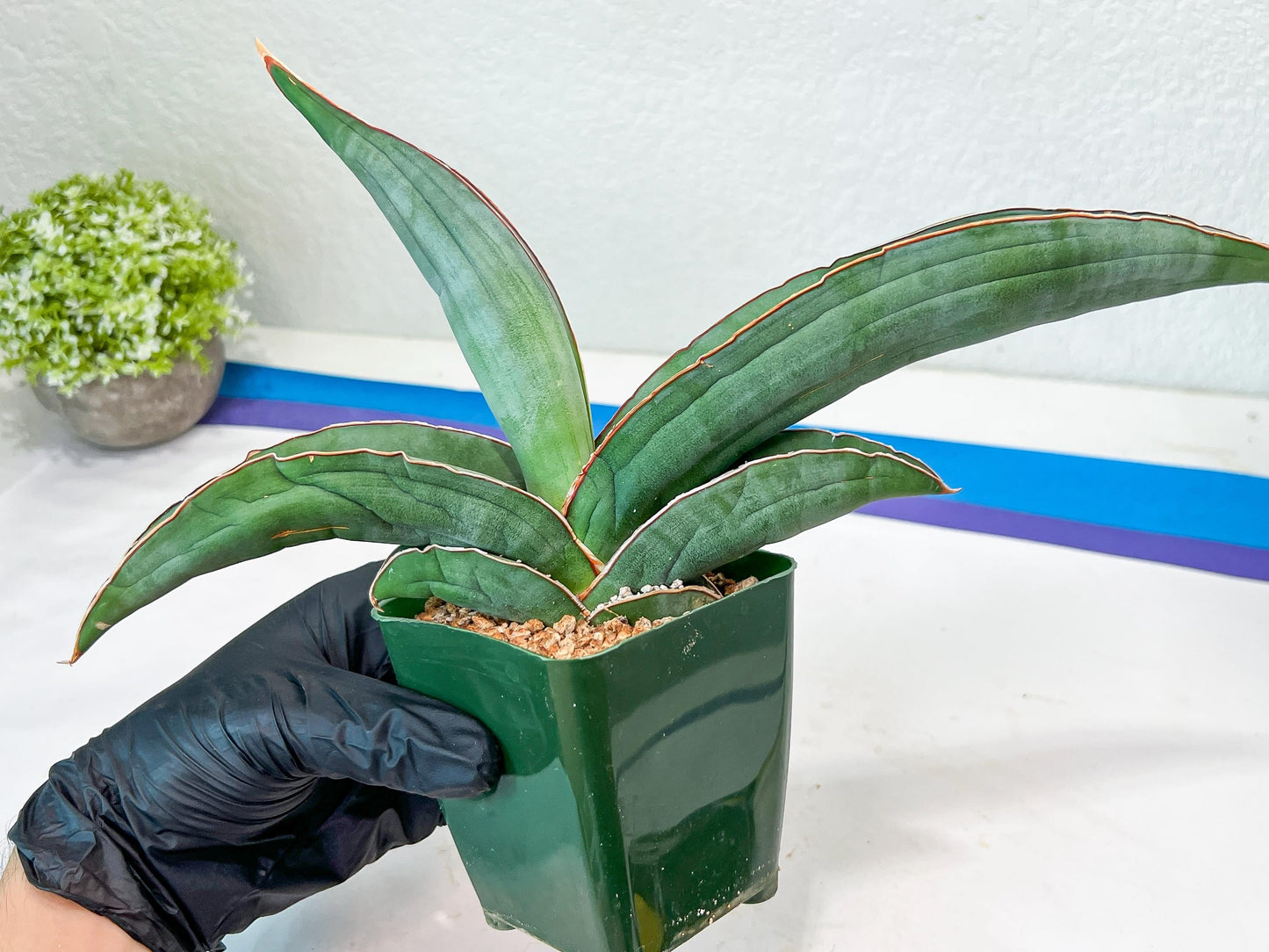 Sansevieria Banana (#7) | Little Scar From Shipping