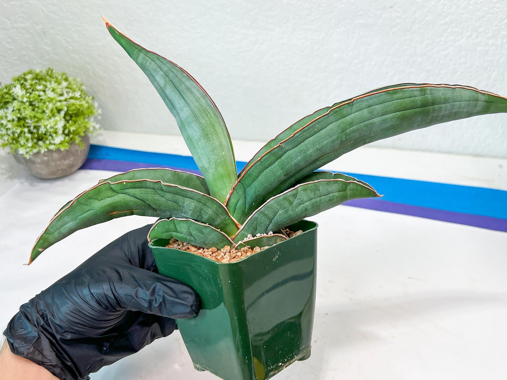 Sansevieria Banana (#7) | Little Scar From Shipping