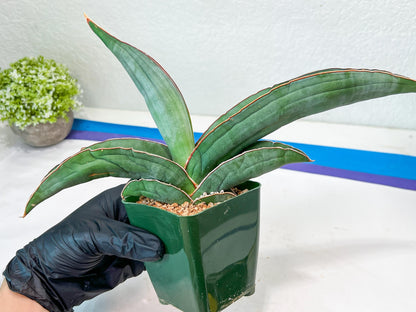 Sansevieria Banana (#7) | Little Scar From Shipping