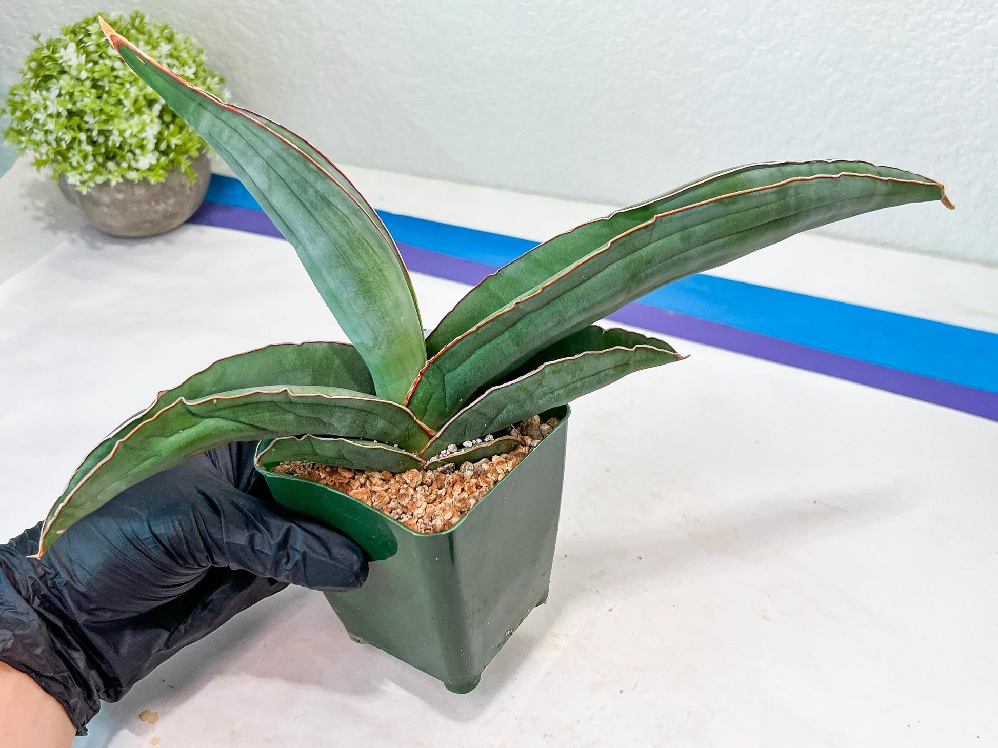 Sansevieria Banana (#7) | Little Scar From Shipping