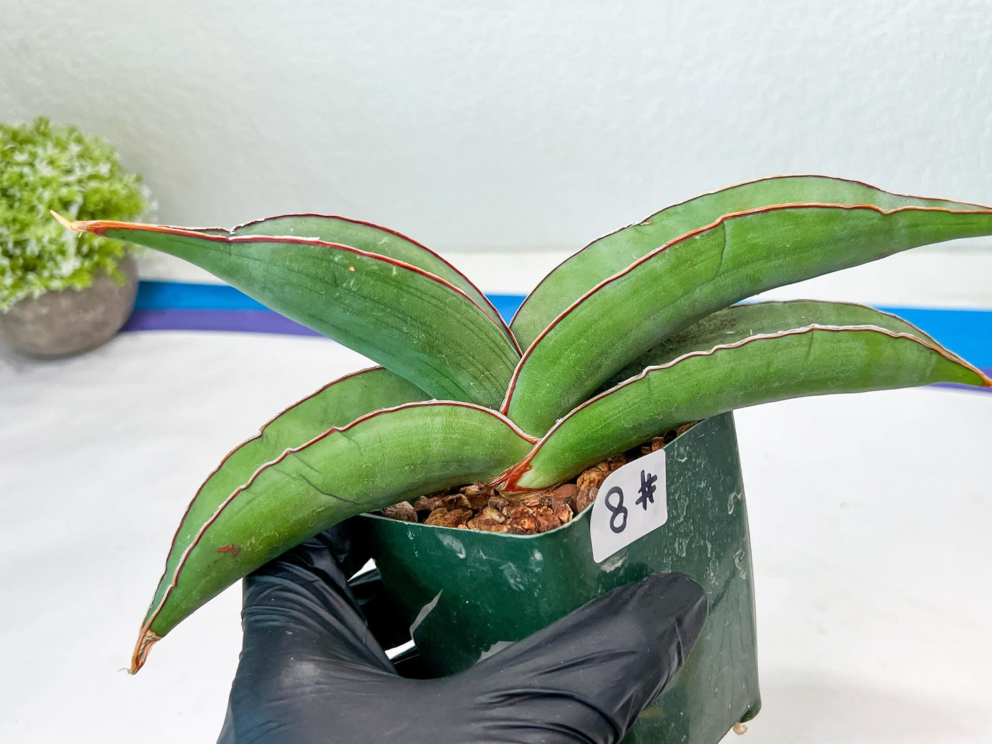 Sansevieria Banana (#8) | Little Scar Fom Shipping