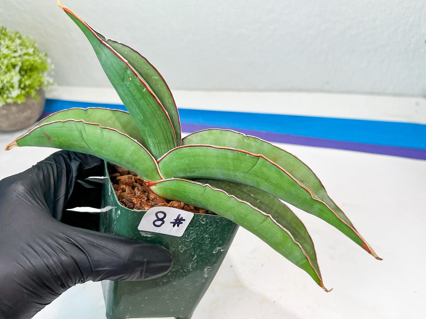 Sansevieria Banana (#8) | Little Scar Fom Shipping