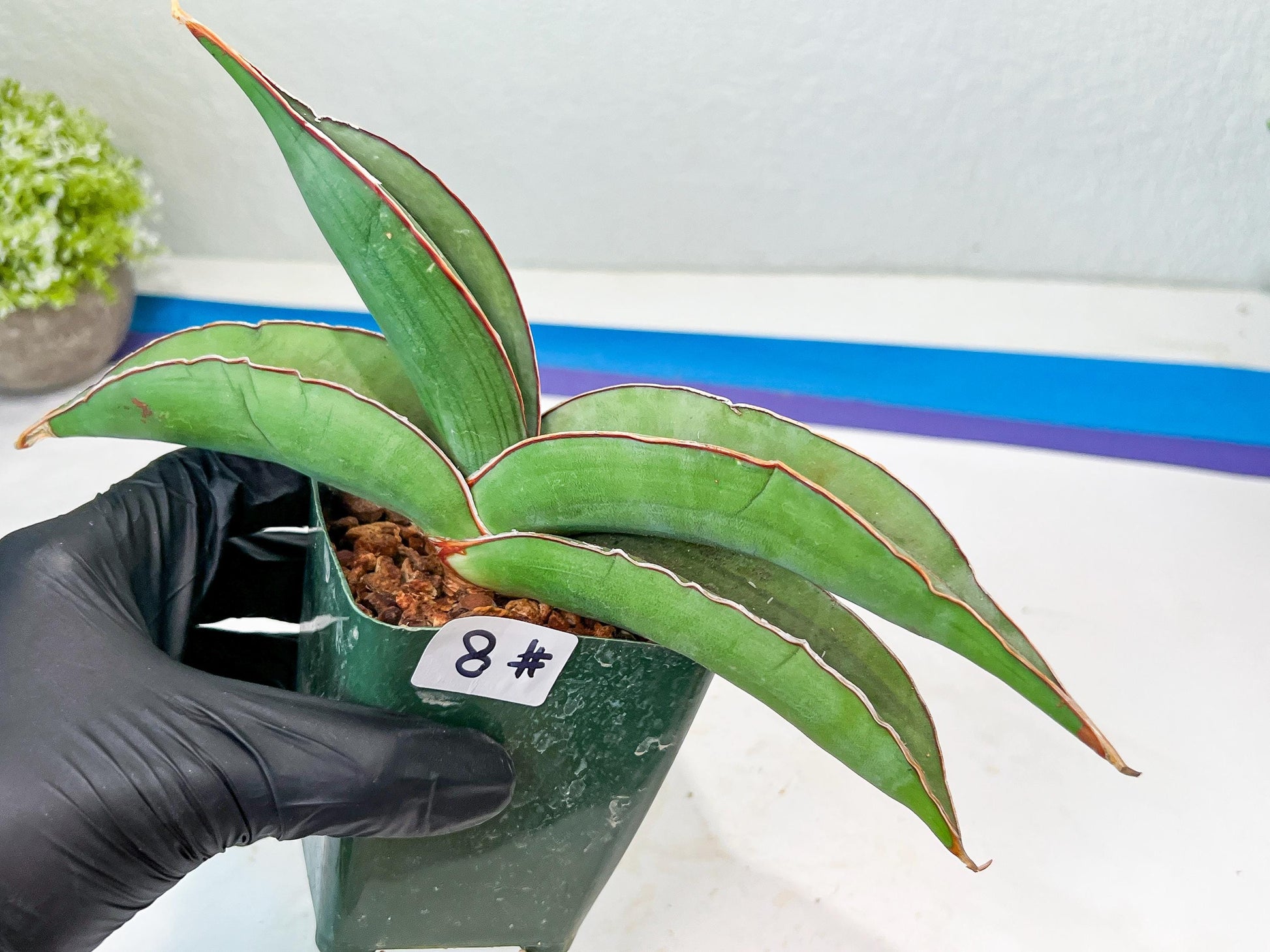 Sansevieria Banana (#8) | Little Scar Fom Shipping
