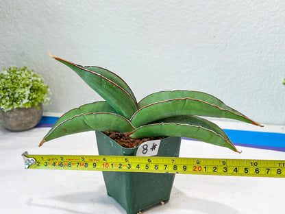 Sansevieria Banana (#8) | Little Scar Fom Shipping