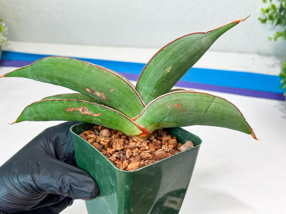 Sansevieria Banana (#8) | Little Scar Fom Shipping