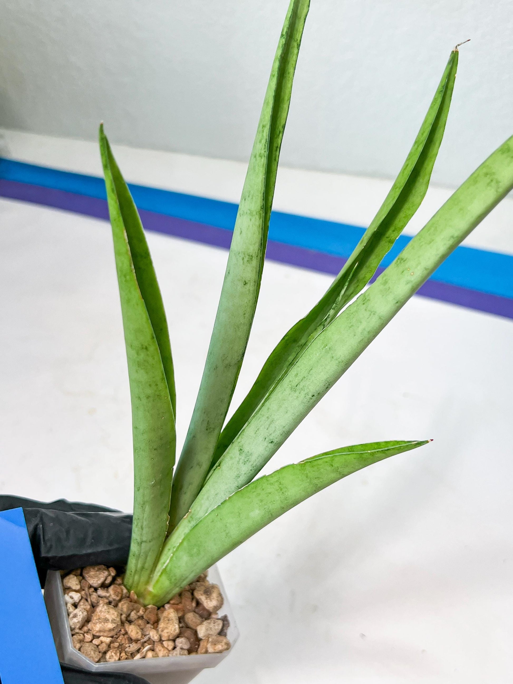 Sansevieria Kamakiri (#B2) | New Imported Hybrids
