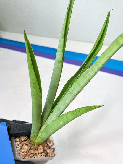 Sansevieria Kamakiri (#B2) | New Imported Hybrids