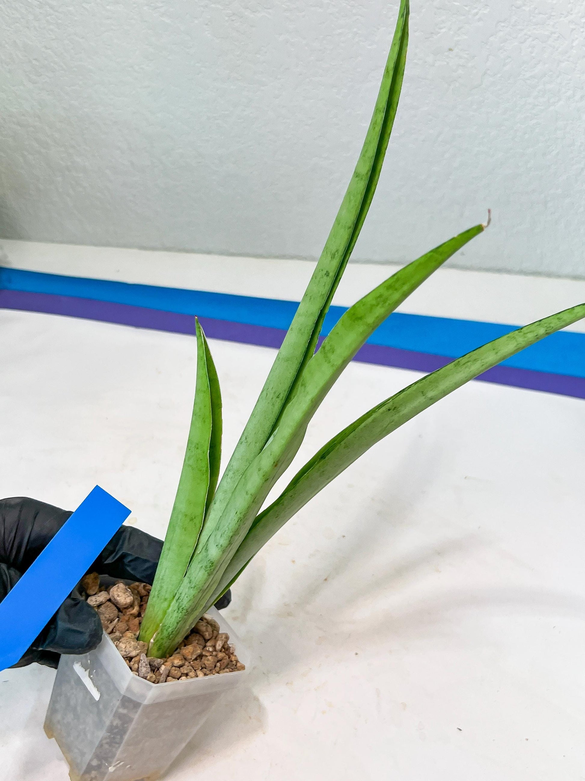 Sansevieria Kamakiri (#B2) | New Imported Hybrids