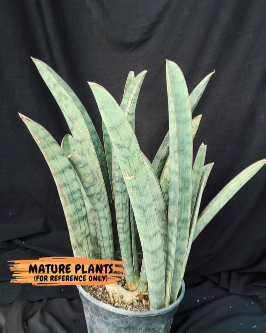 Sansevieria Hallii Silver Bat (#B1-B-G) | Imported Plant