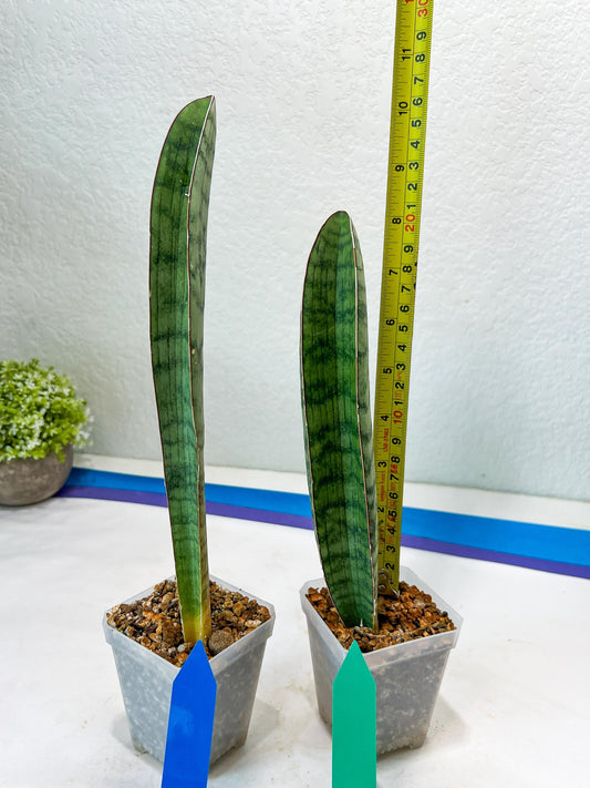 Sansevieria Hallii Silver Bat (#B1-B-G) | Imported Plant