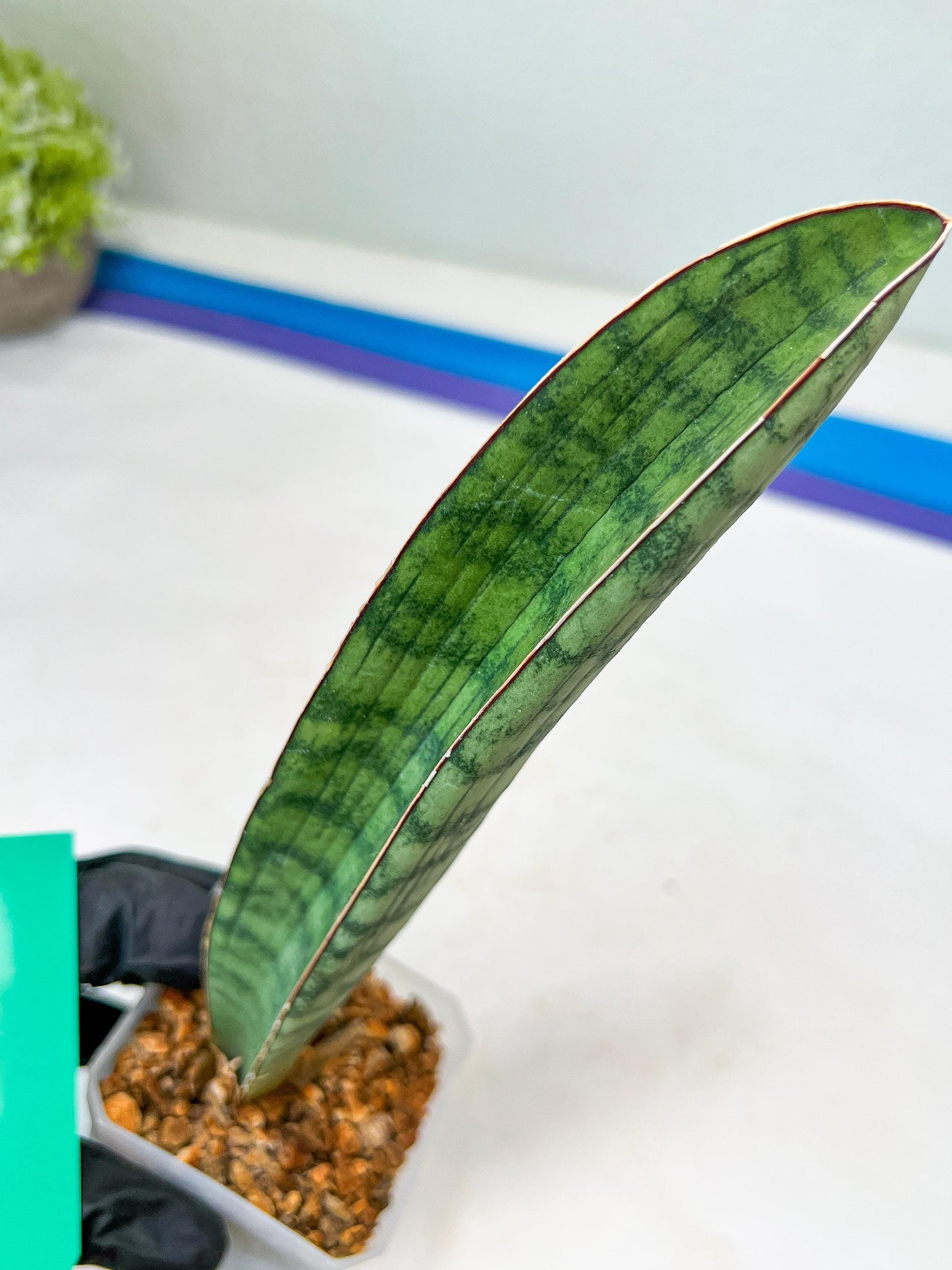 Sansevieria Hallii Silver Bat (#B1-B-G) | Imported Plant