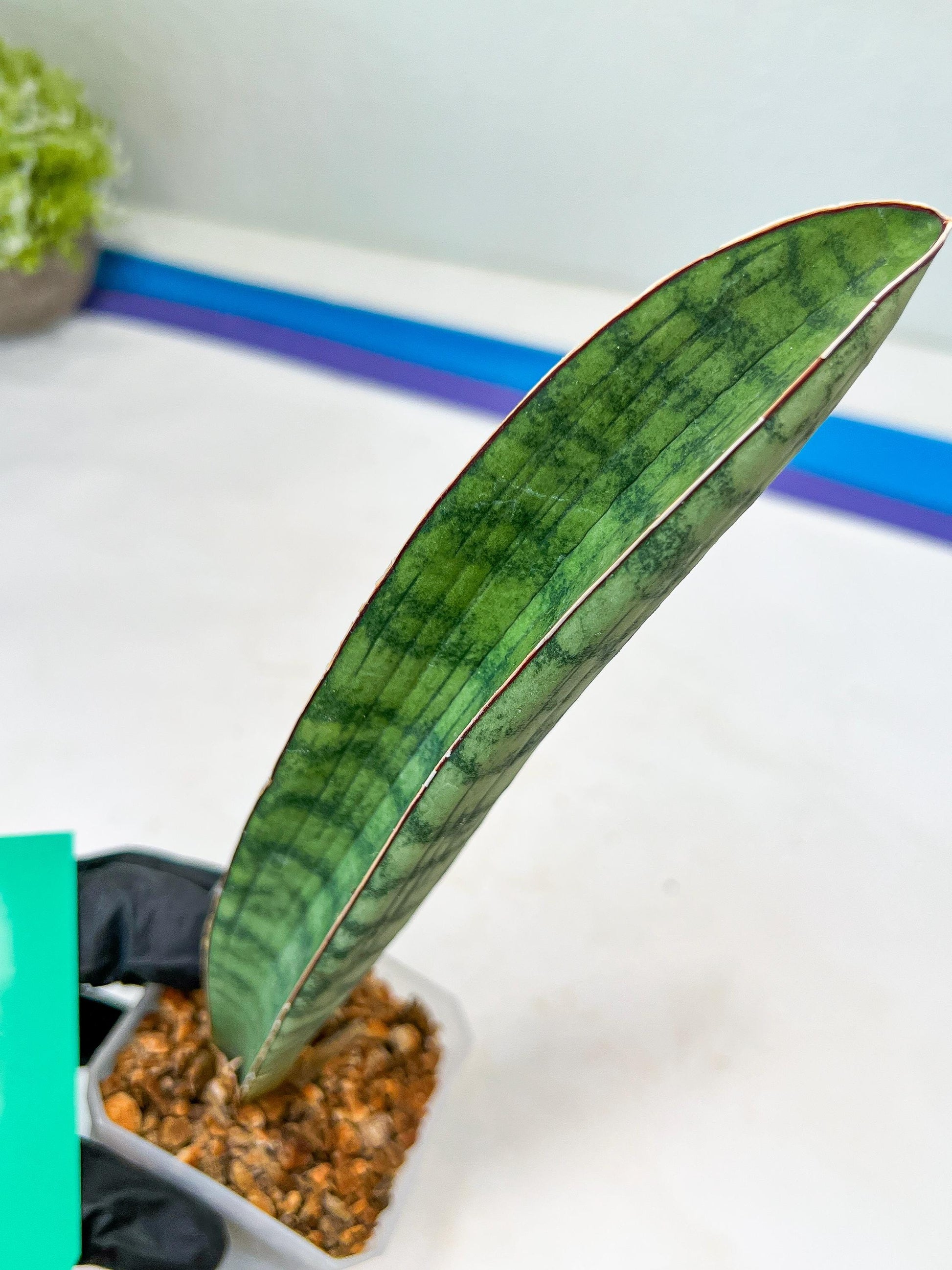 Sansevieria Hallii Silver Bat (#B1-B-G) | Imported Plant