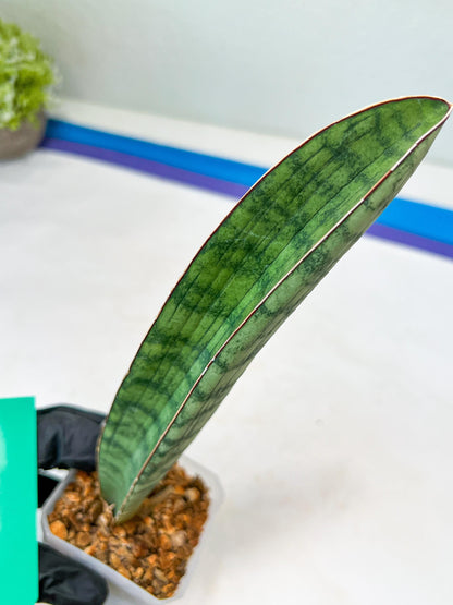 Sansevieria Hallii Silver Bat (#B1-B-G) | Imported Plant