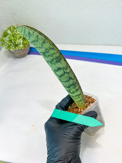 Sansevieria Hallii Silver Bat (#B1-B-G) | Imported Plant
