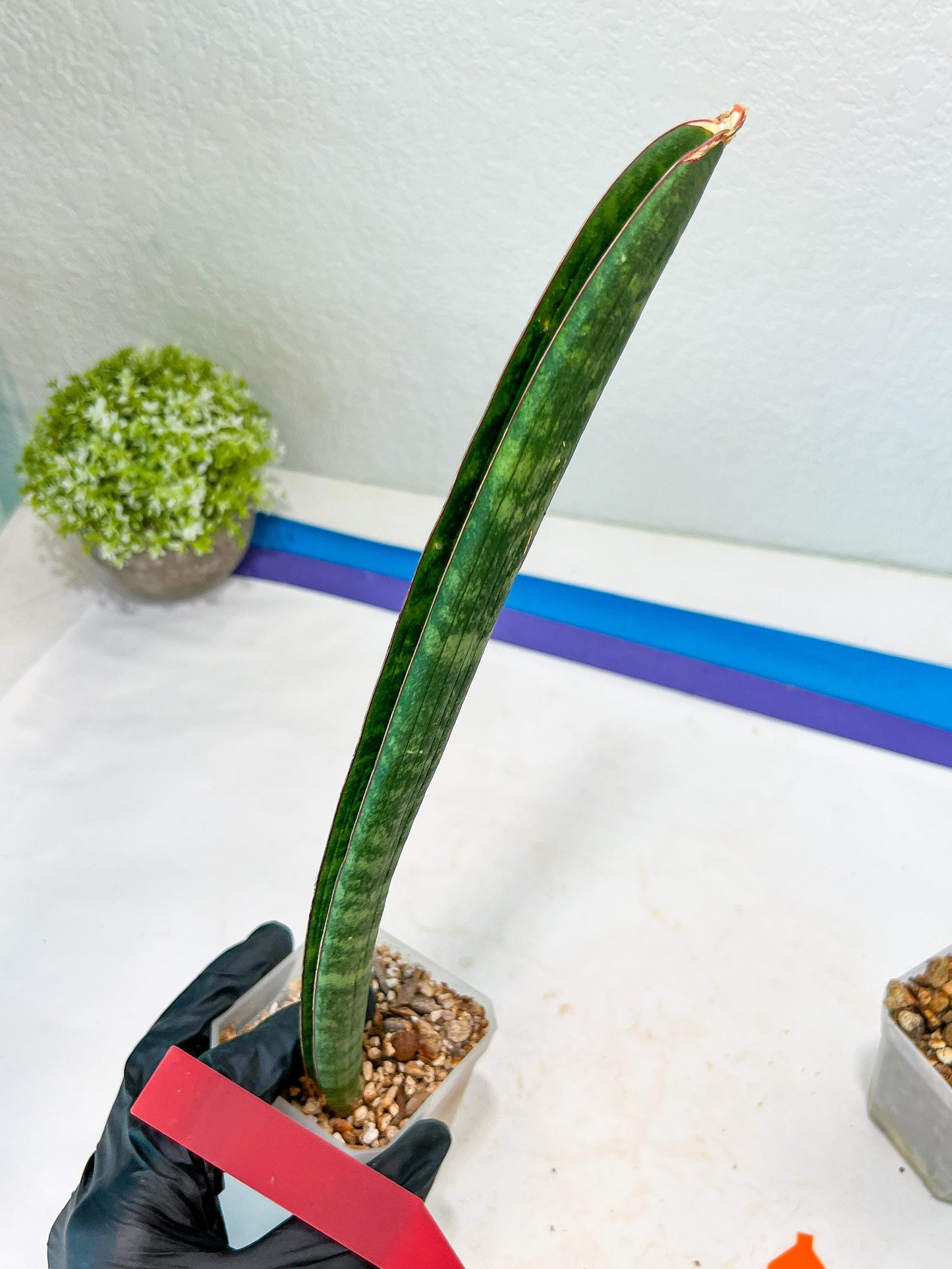Sansevieria Hallii Silver Bat (#B1-R-O) | Imported Plant