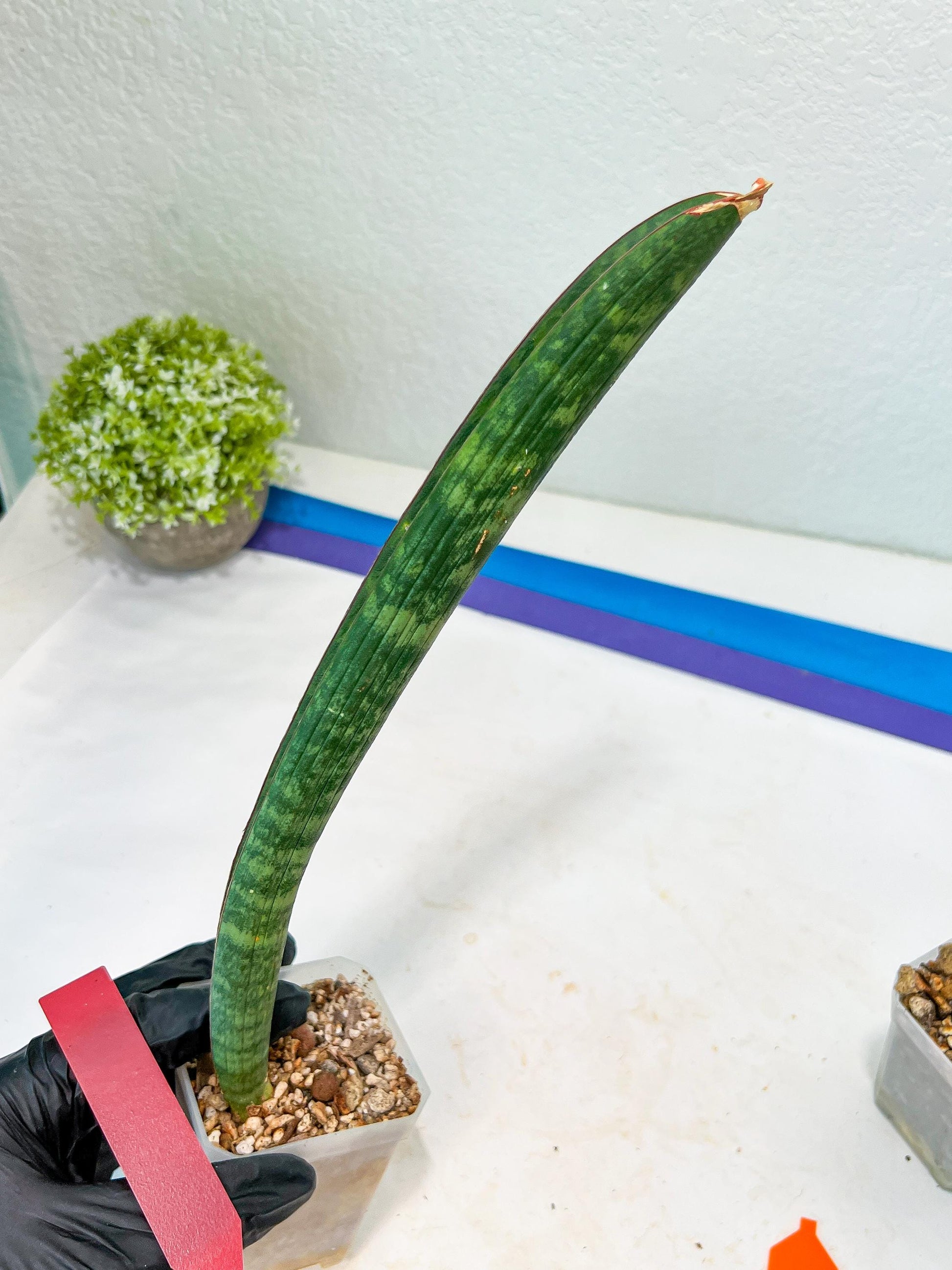 Sansevieria Hallii Silver Bat (#B1-R-O) | Imported Plant
