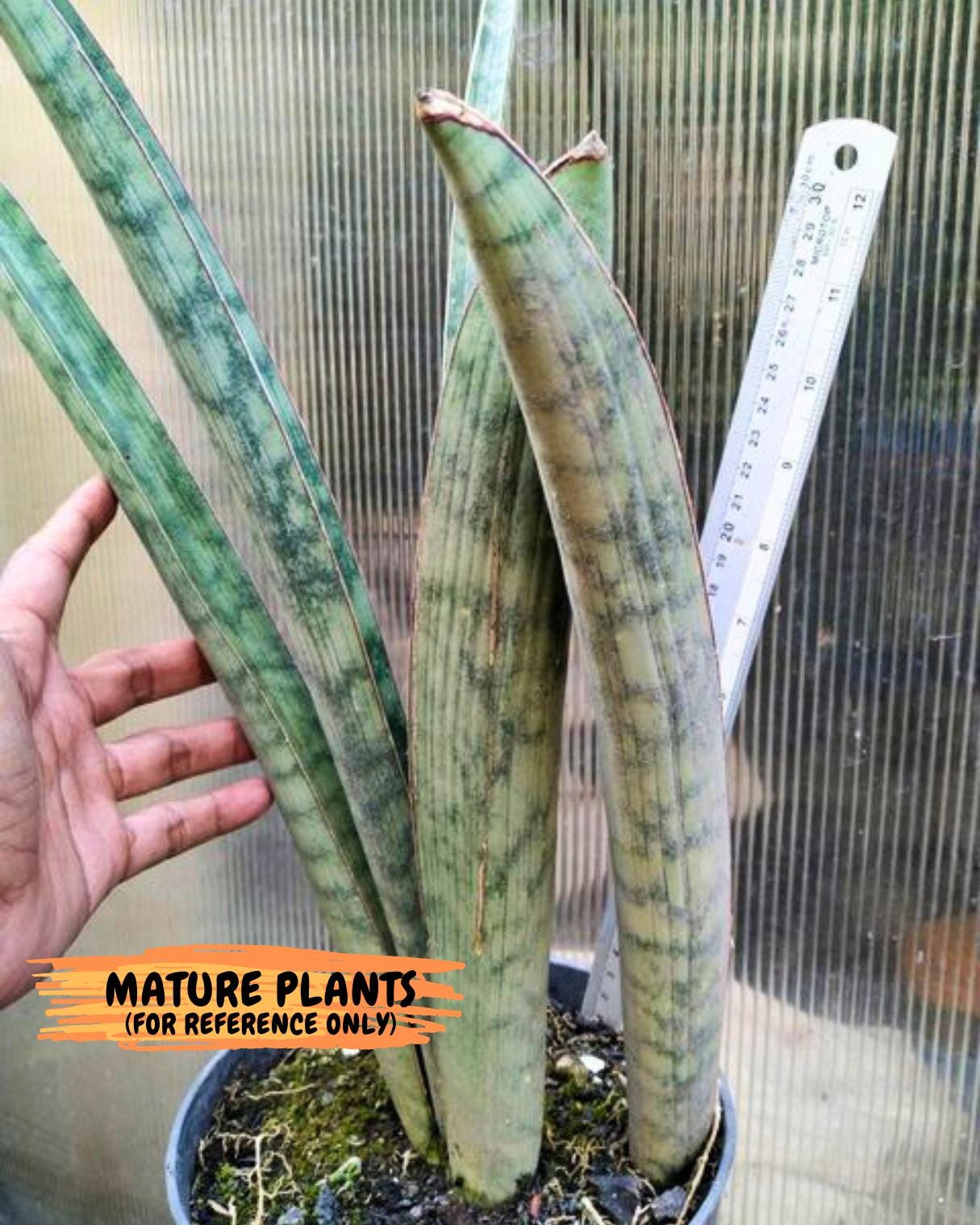 Sansevieria Hallii Silver Bat (#B1-R-O) | Imported Plant