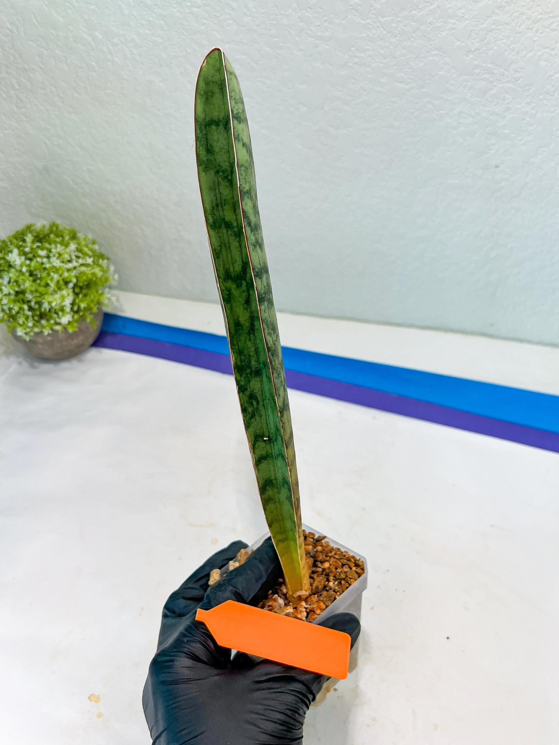 Sansevieria Hallii Silver Bat (#B1-R-O) | Imported Plant