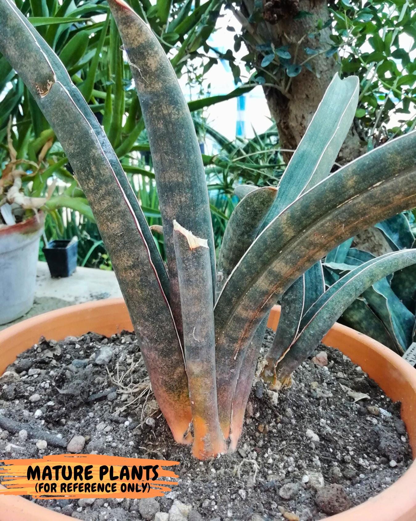 Sansevieria Hallii Silver Bat (#B1-P-Y) | Imported Plant