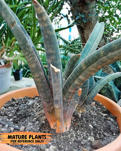 Sansevieria Hallii Silver Bat (#B1-P-Y) | Imported Plant
