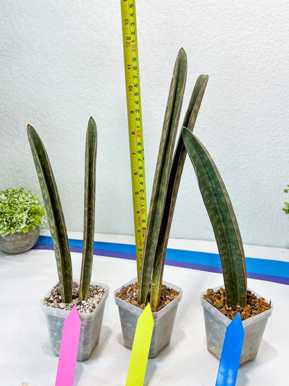 Sansevieria Hallii Silver Bat (#B1-P-Y) | Imported Plant