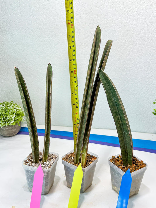 Sansevieria Hallii Silver Bat (#B1-P-Y) | Imported Plant