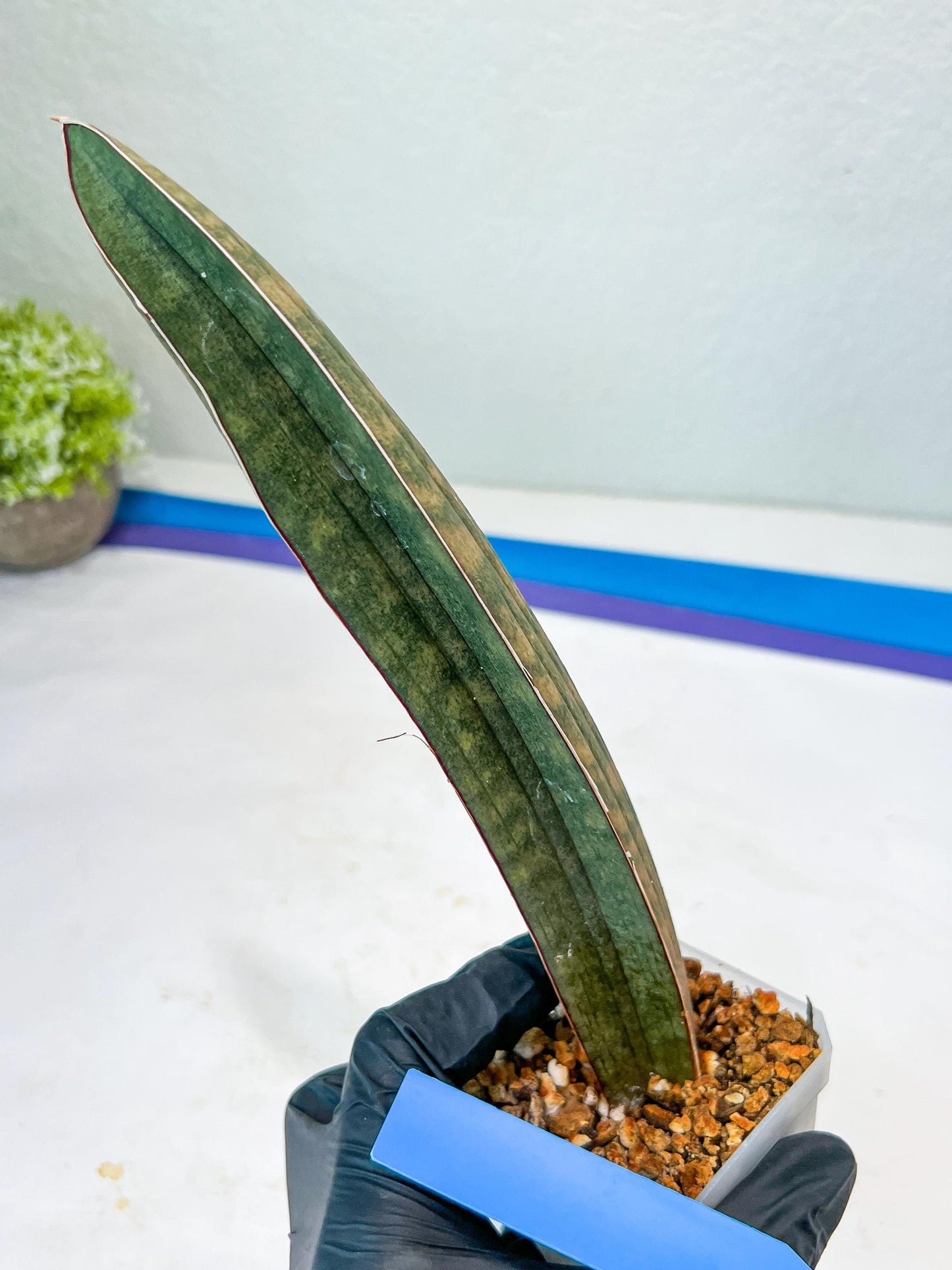 Sansevieria Hallii Silver Bat (#B1-P-Y) | Imported Plant