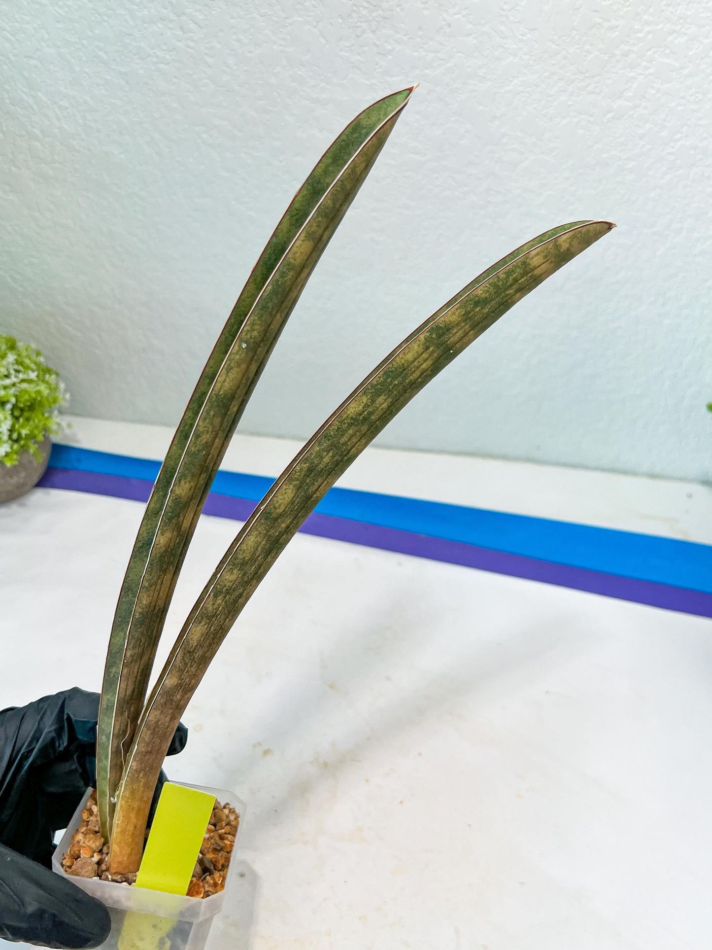 Sansevieria Hallii Silver Bat (#B1-P-Y) | Imported Plant