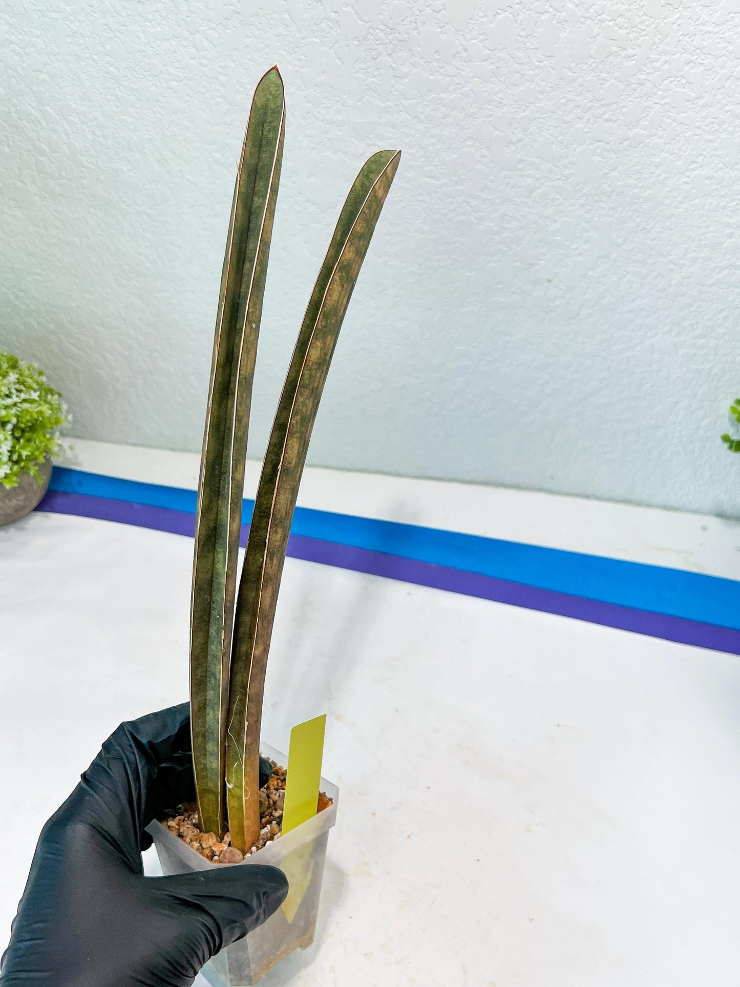Sansevieria Hallii Silver Bat (#B1-P-Y) | Imported Plant